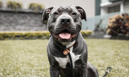 American Staffy dog breed information