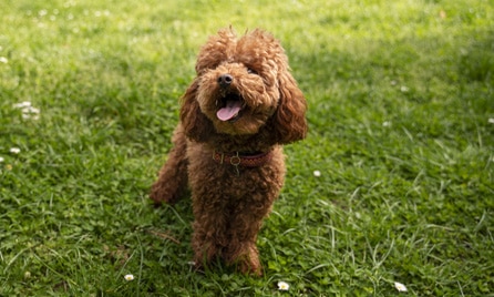 Groodle dog breed information