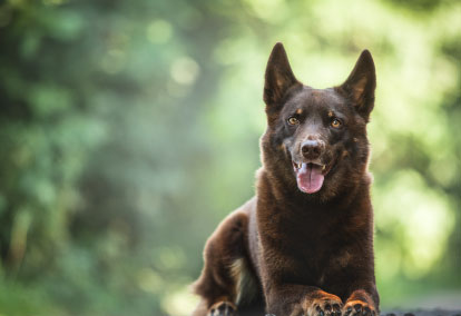 Kelpie dog breed information