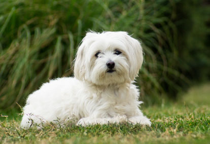Maltese dog breed information
