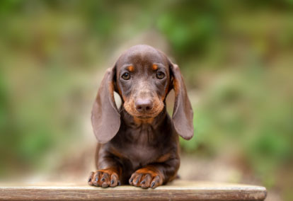 Mini Dachshund.
