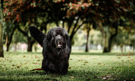 Newfoundland dog breed information