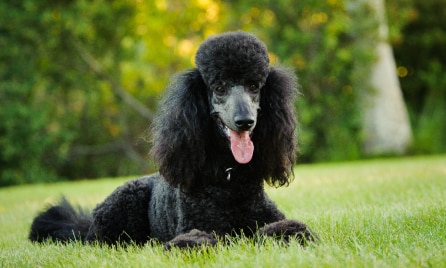 Poodle dog breed information