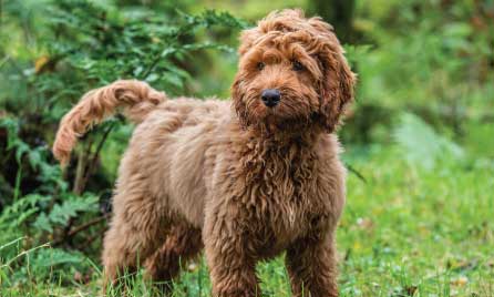 Cockapoo dog breed information