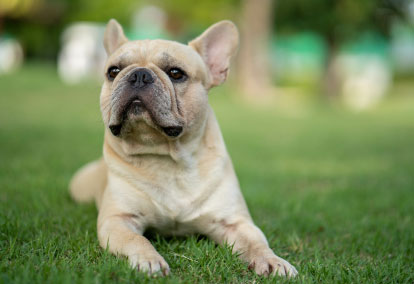 French Bulldog dog breed information