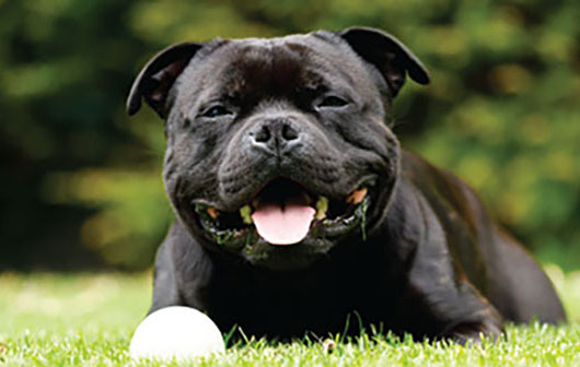 Should I get an American Staffordshire Terrier?