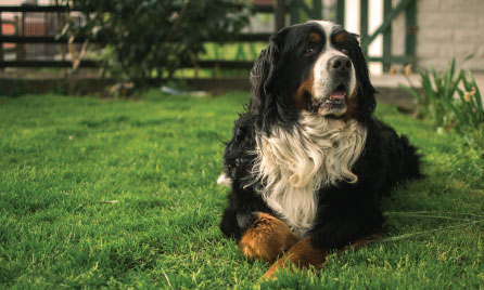 Should I get an Bernese Mountain dog?