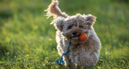 Cavoodle playing