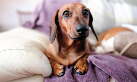 Should I get a Dachshund?
