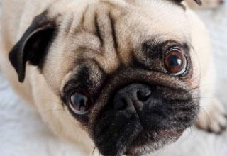 Pug