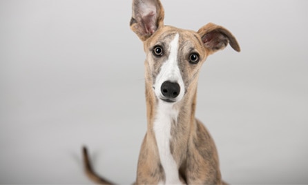 Greyhound