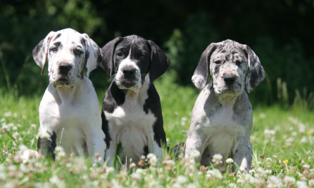 Should I get a Great Dane?