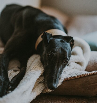 Should I get a Greyhound?