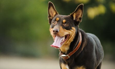Should I get a Kelpie?