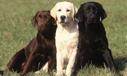 Labrador