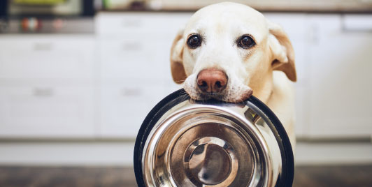 Labrador with food bowl