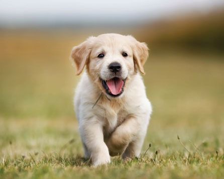 Labrador playing
