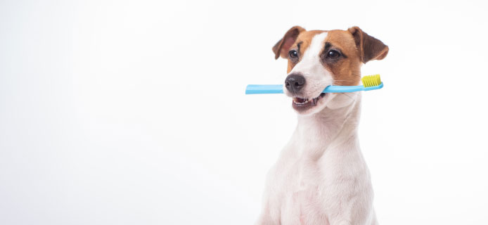 Pet dental health for dogs and cats.