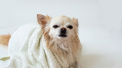 Dr Harry: Hygiene for your dog.