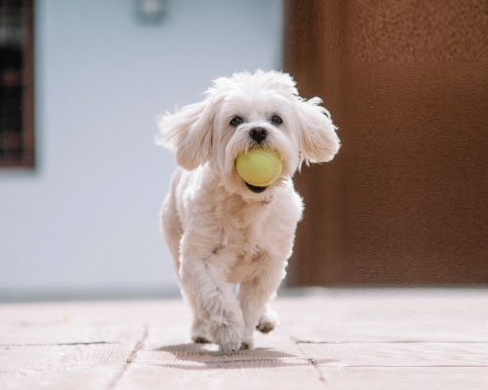 Maltese playing