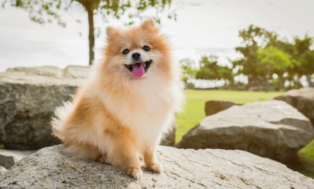 Pomeranian