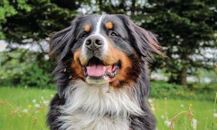 Bernese Mountain Dog