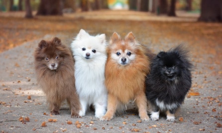 Should I get a Pomeranian?