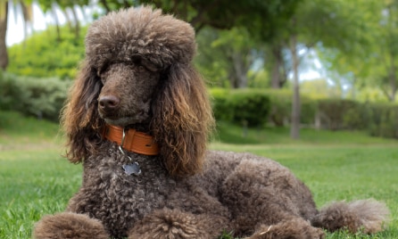 Luxating Patella