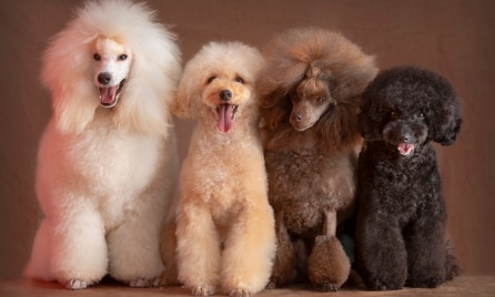 Should I get a Poodle?