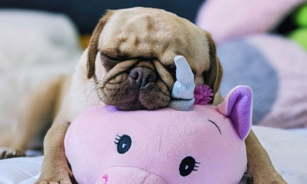Brachycephalic airway syndrome