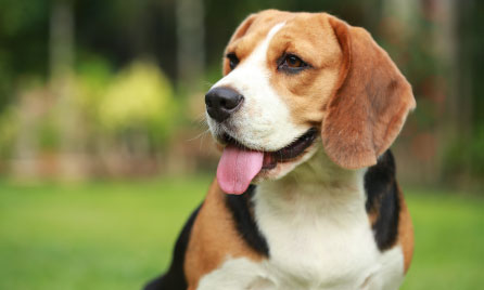 Beagle
