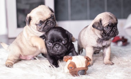 Should I get a Pug?