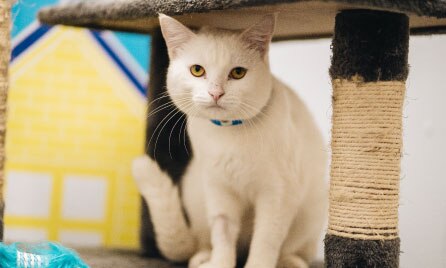 What to know before getting a cat