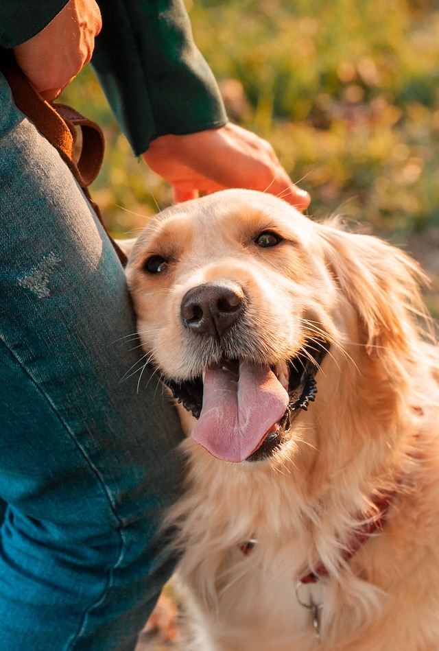 Make a Pet Insurance claim