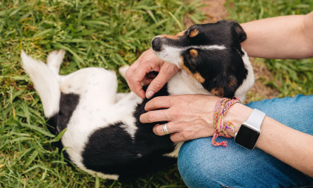 What does pet insurance cover?