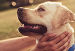 How often should I worm my dog?