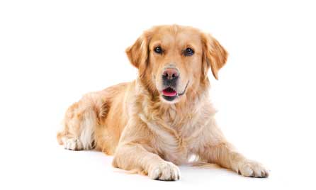 Bella’s Gastroenteritis