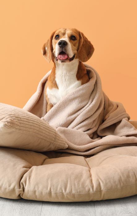 Dog wrapped in a blanket