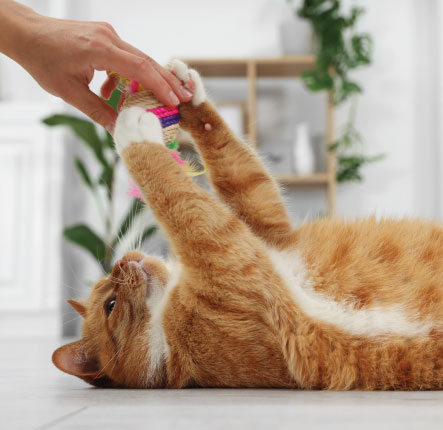Cat playing with owner
