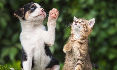 Pet Insurance