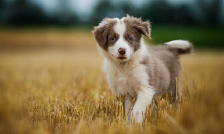 border collie