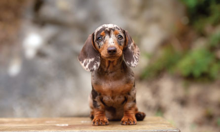 dachshund