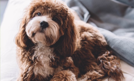 Cavoodle