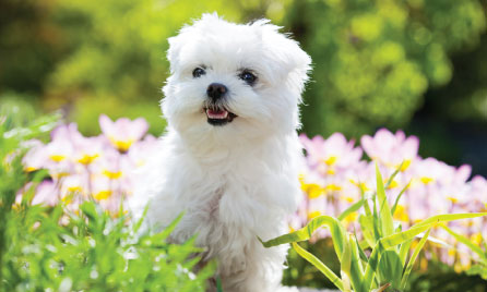 Maltese