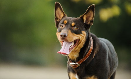 Kelpie