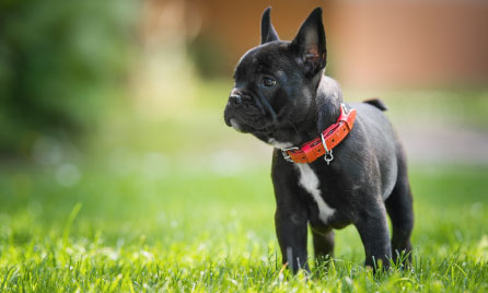 French bulldog