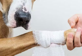 pet-insurance/pre-existing-conditions-update