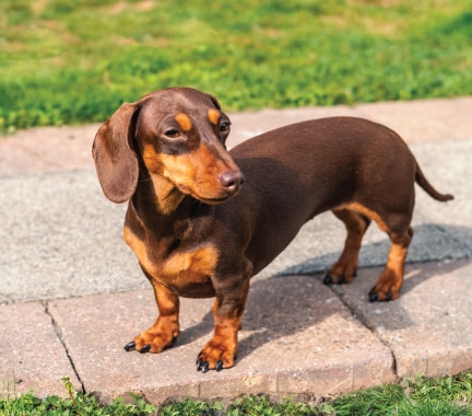 Mini Dachshund