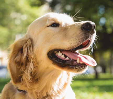 Golden Retriever