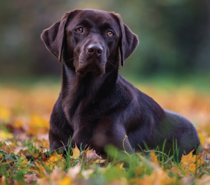 Labrador